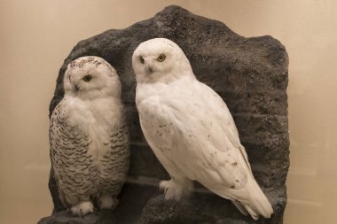 Geleneksel atlı arabaları ile eski Viyana sokaklarında yürümeyi turistler için kabinler.