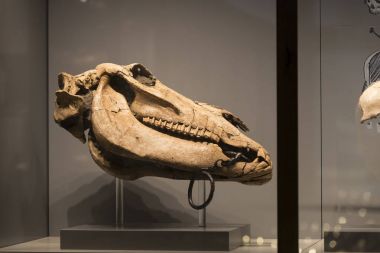 Sergiler ve sergi içinde Doğal Tarih Müzesi, Viyana.