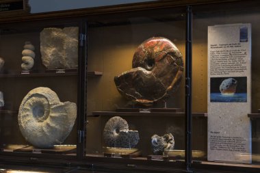 Sergiler ve sergi içinde Doğal Tarih Müzesi, Viyana.