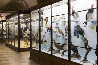 Sergiler ve sergi içinde Doğal Tarih Müzesi, Viyana.