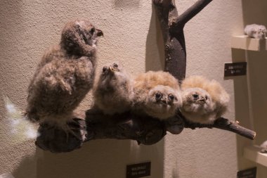 Sergiler ve sergi içinde Doğal Tarih Müzesi, Viyana.