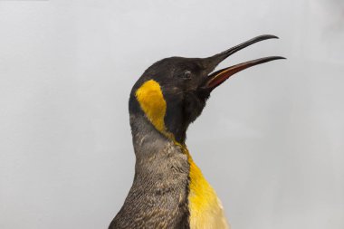 Sergiler ve sergi içinde Doğal Tarih Müzesi, Viyana.