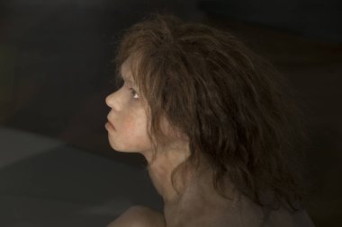 Sergiler ve sergi içinde Doğal Tarih Müzesi, Viyana.