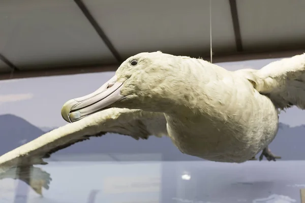 Exposiciones y exposiciones en el Museo de Historia Natural de Viena . — Foto de Stock