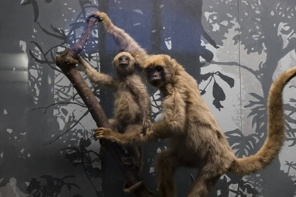 Exposiciones y exposiciones en el Museo de Historia Natural de Viena . — Foto de Stock