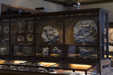 Sergiler ve sergi içinde Doğal Tarih Müzesi, Viyana. 