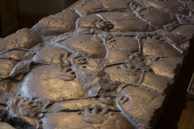 Sergiler ve sergi içinde Doğal Tarih Müzesi, Viyana. 