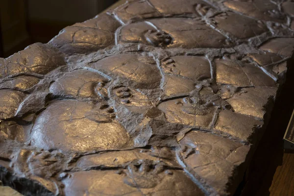 Sergiler ve sergi içinde Doğal Tarih Müzesi, Viyana. 