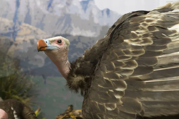 Exposiciones y exposiciones en el Museo de Historia Natural de Viena . — Foto de Stock