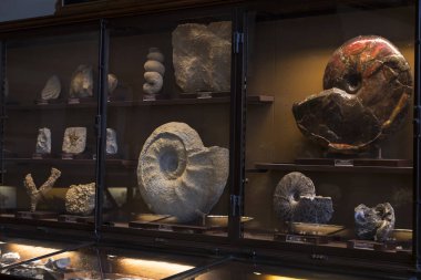  Sergiler ve sergi içinde Doğal Tarih Müzesi, Viyana. 