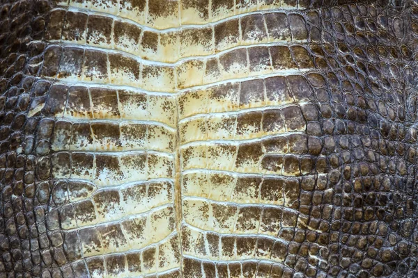 Fond de peau de crocodile — Photo