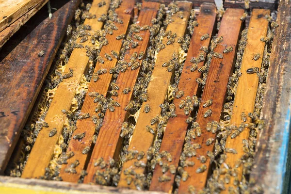 Arı kovanı yakın çekim vurulur