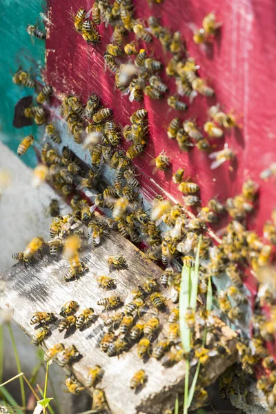 Arı kovanı yakın çekim vurulur