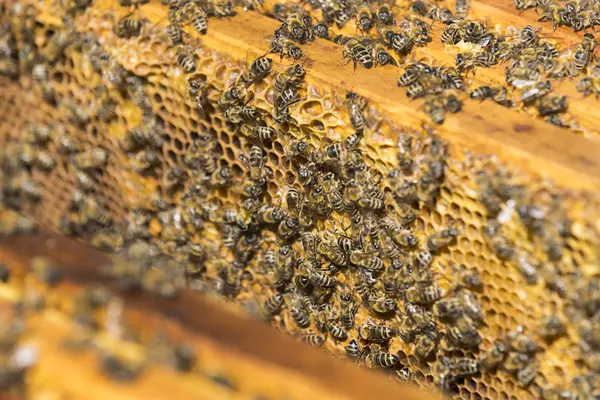 ミツバチの巣箱がクローズ アップを撮影します。 — ストック写真