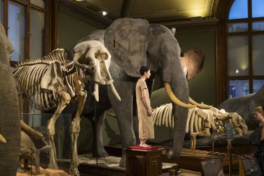 Sergiler ve sergi içinde Doğal Tarih Müzesi, Viyana. 