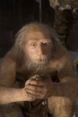 Sergiler ve sergi içinde Doğal Tarih Müzesi, Viyana. 