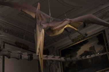 Sergiler ve sergi içinde Doğal Tarih Müzesi, Viyana. 