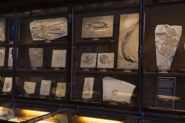 Sergiler ve sergi içinde Doğal Tarih Müzesi, Viyana. 