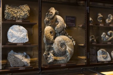  Sergiler ve sergi içinde Doğal Tarih Müzesi, Viyana. 