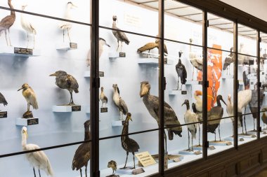  Sergiler ve sergi içinde Doğal Tarih Müzesi, Viyana. 