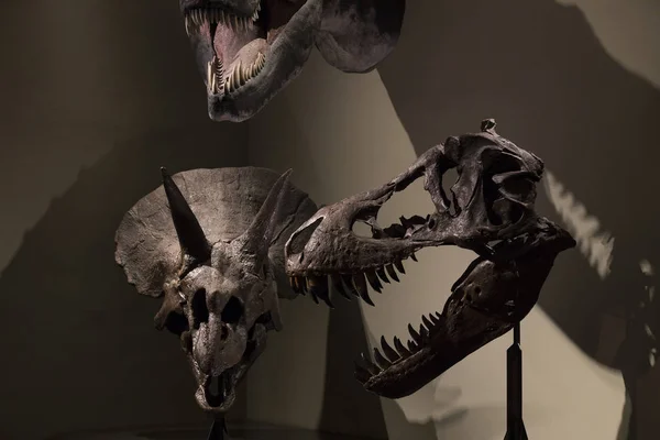Exposiciones y exposiciones en el Museo de Historia Natural de Viena . — Foto de Stock