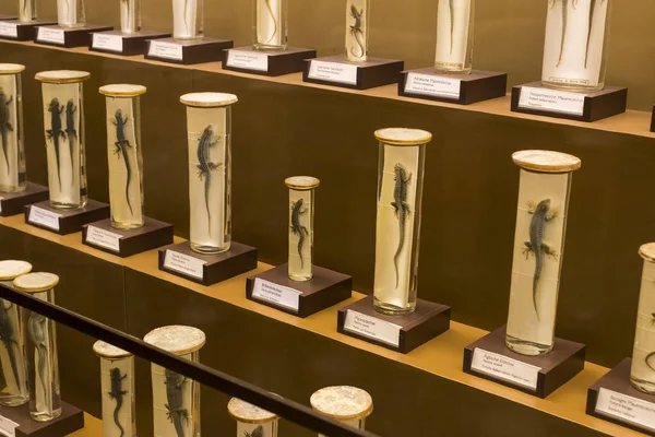 Экспонаты и экспозиции в Музее естественной истории, Вена . — стоковое фото