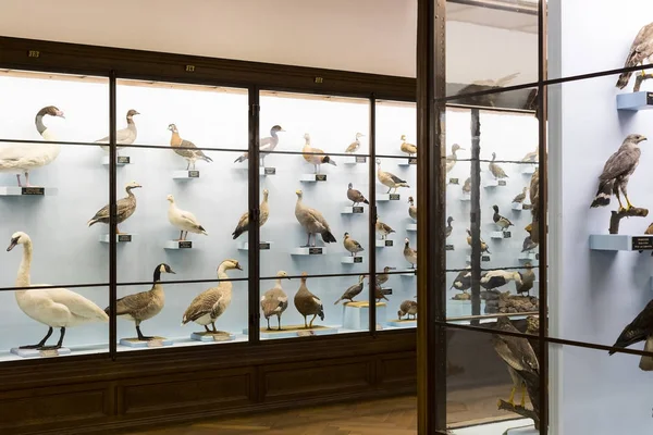 Экспонаты и экспозиции в Музее естественной истории, Вена . — стоковое фото