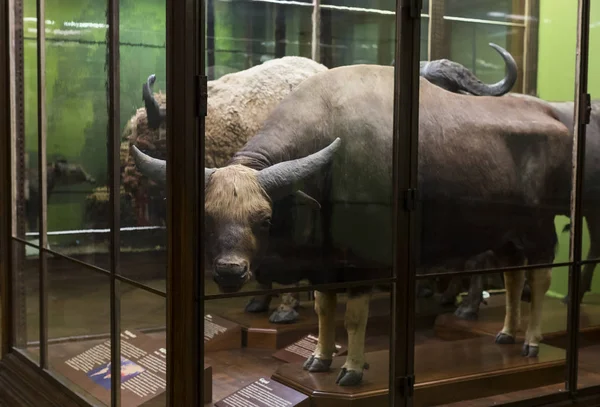 Exposities en tentoonstellingen in het Museum of Natural History, Vienna. — Stockfoto