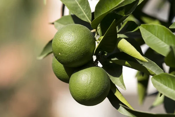 Orange tree with fruits ripen — Stock Photo, Image