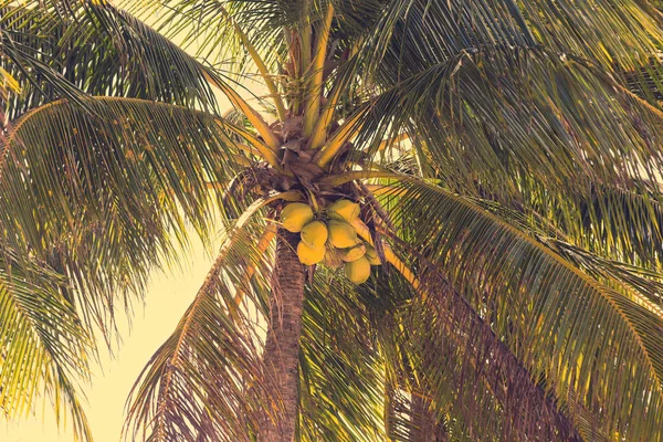 Cocos de maduración en la palma de coco — Foto de Stock