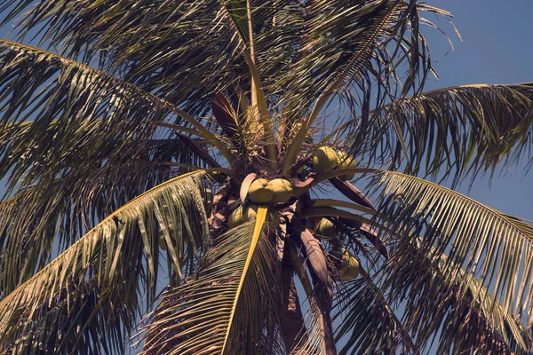 Cocos de maduración en la palma de coco — Foto de Stock