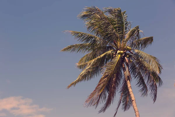 Cocos de maduración en la palma de coco — Foto de Stock