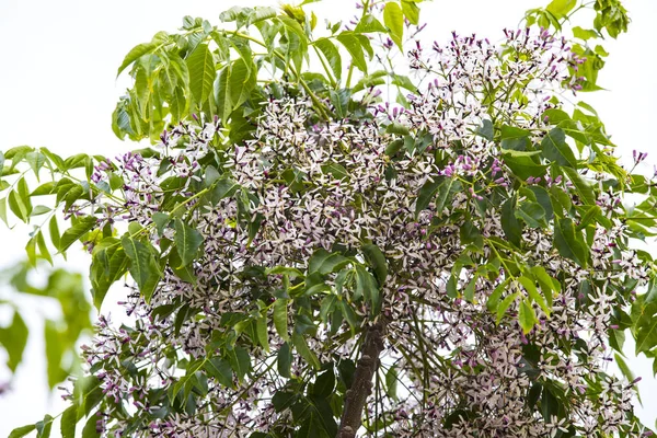 가지와 아카시아 나무의 꽃 — 스톡 사진