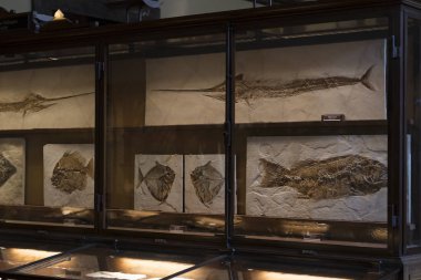 Sergiler ve sergi içinde Doğal Tarih Müzesi, Viyana.