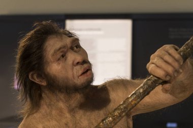 Sergiler ve sergi içinde Doğal Tarih Müzesi, Viyana.