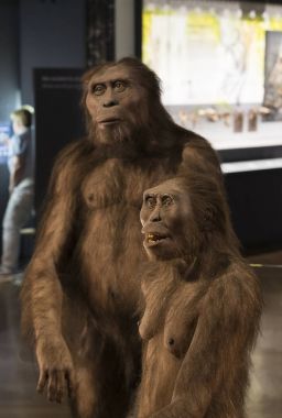 Sergiler ve sergi içinde Doğal Tarih Müzesi, Viyana.