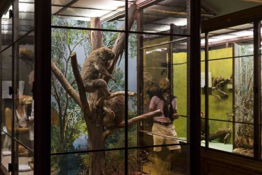 Sergiler ve sergi içinde Doğal Tarih Müzesi, Viyana.