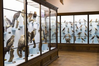 Sergiler ve sergi içinde Doğal Tarih Müzesi, Viyana.