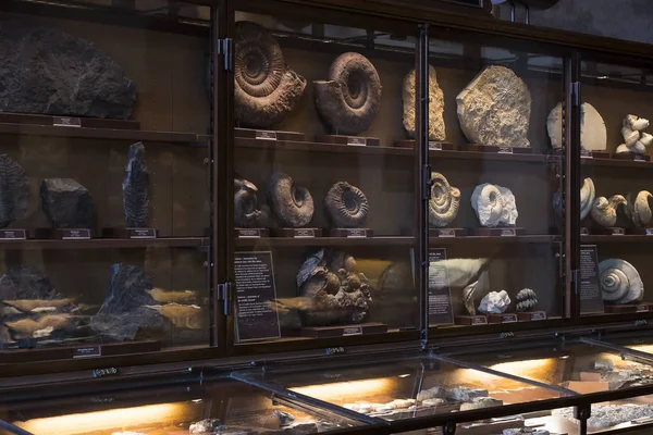 Sergiler ve sergi içinde Doğal Tarih Müzesi, Viyana.