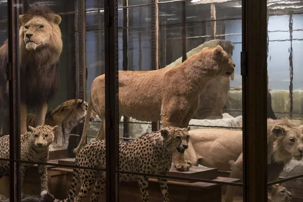 Exposities en tentoonstellingen in het Museum of Natural History, Vienna. — Stockfoto