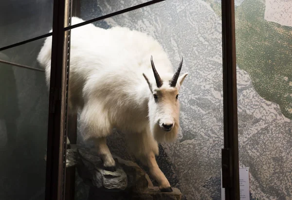 Eksponaty i ekspozycje w Muzeum historii naturalnej, Vienna. — Zdjęcie stockowe