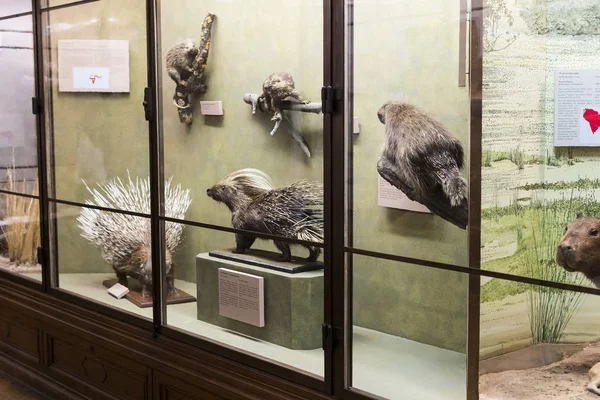 Exhibits and expositions in the Museum of Natural History, Vienna. — Stock Photo, Image
