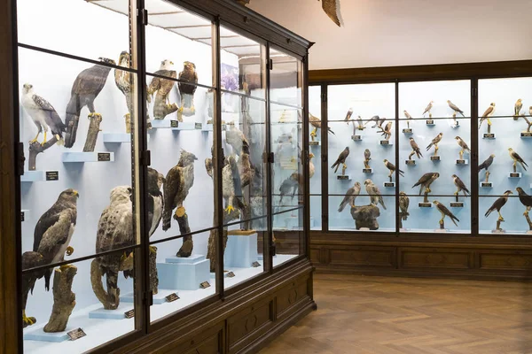 전시 및 박람회에서의 자연 역사 박물관, 비엔나. — 스톡 사진