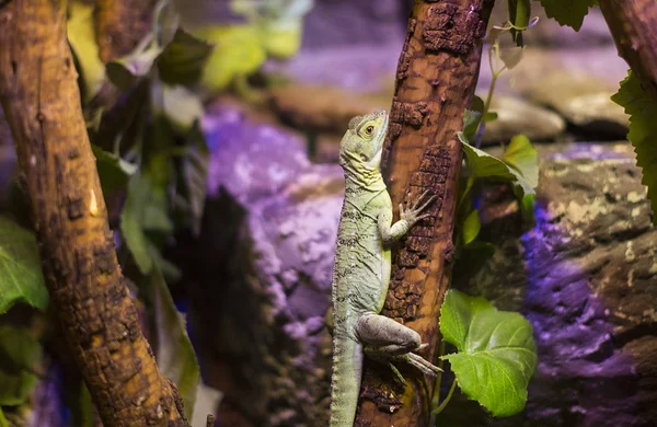 Répteis selvagens vivos lagartos tiro close-up — Fotografia de Stock