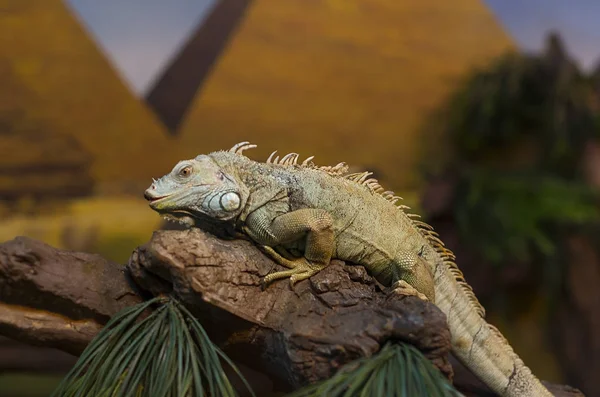 Reptiles sauvages vivants lézards plan rapproché — Photo