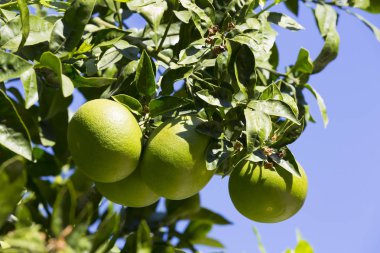 Portakal ağacı meyve olgunlaştırmak