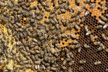 Arı kovanı yakın çekim yaz aylarında vurulur