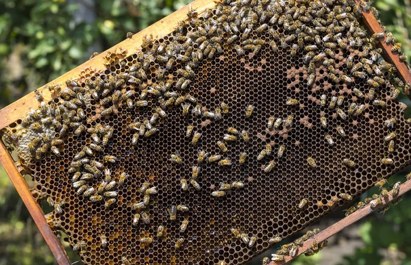The bee hive is shot close-up in the summer — Stock Photo, Image