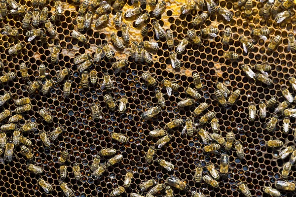 ミツバチの巣箱が夏にクローズ アップを撮影します。 — ストック写真