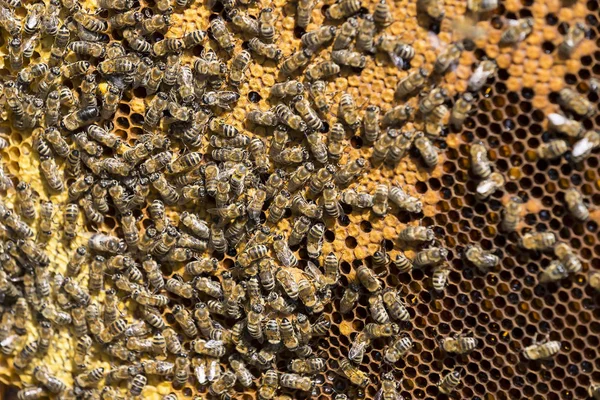 La ruche est prise en gros plan en été Photos De Stock Libres De Droits